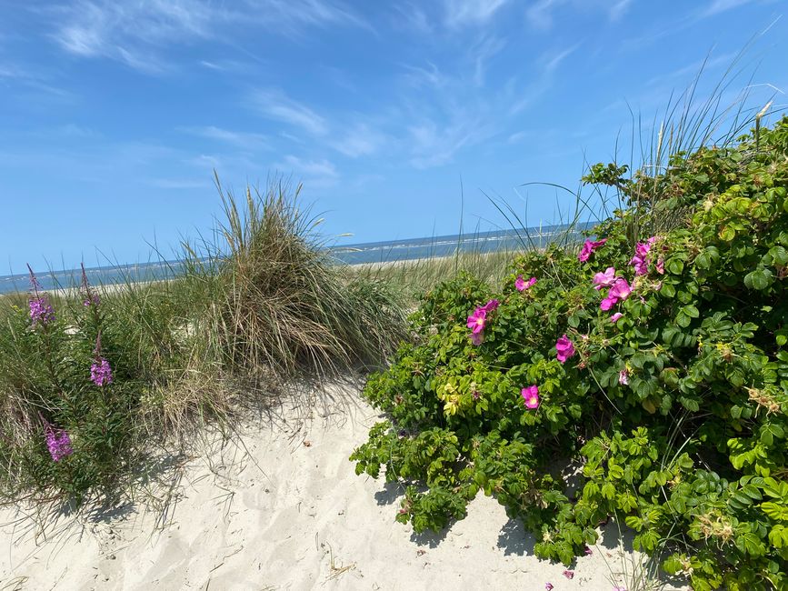 - standen schöne Blumen