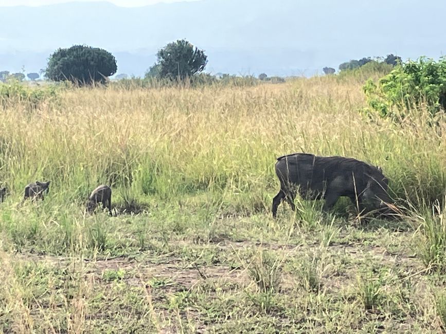 Queen Elizabeth Nationalpark