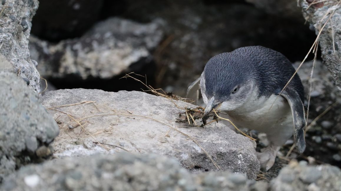 Pequeño Pingüino Azul