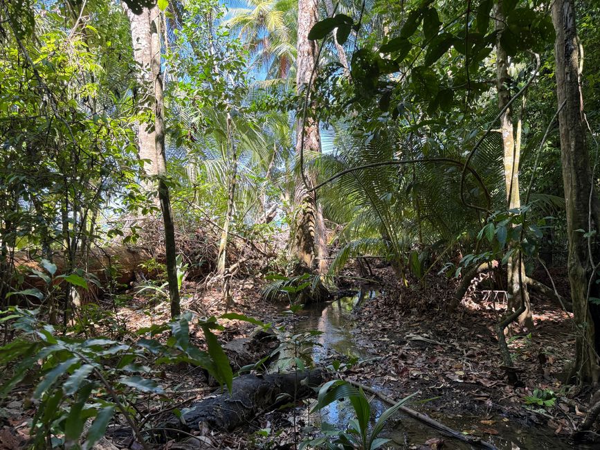 Descendencia de palmeras de coco