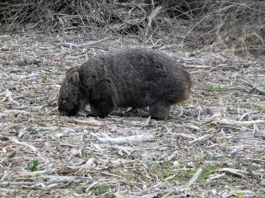 Melbourne - Wilsons-Promontory-Nationalpark