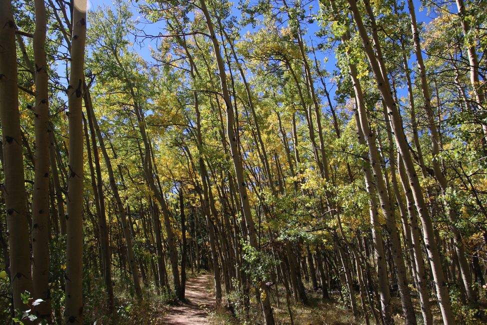 Birch Forest