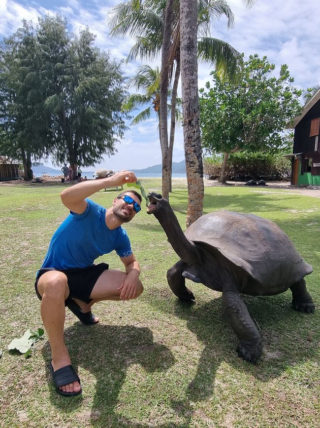 Seychelles - Giorno 13: Isola delle Tartarughe, ultimo snorkeling e viaggio di ritorno