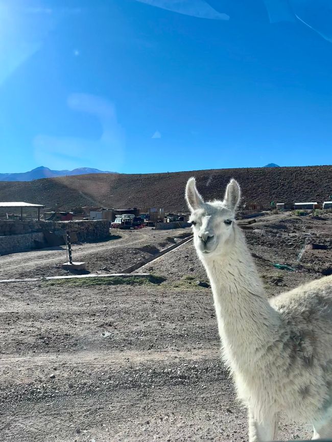Day 19 - San Pedro de Atacama