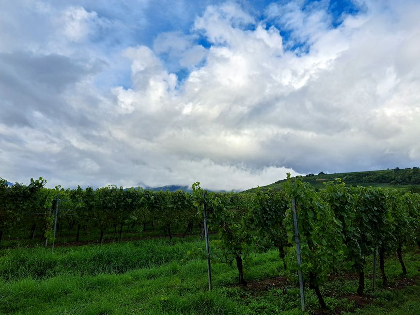Regen im Weinberg
