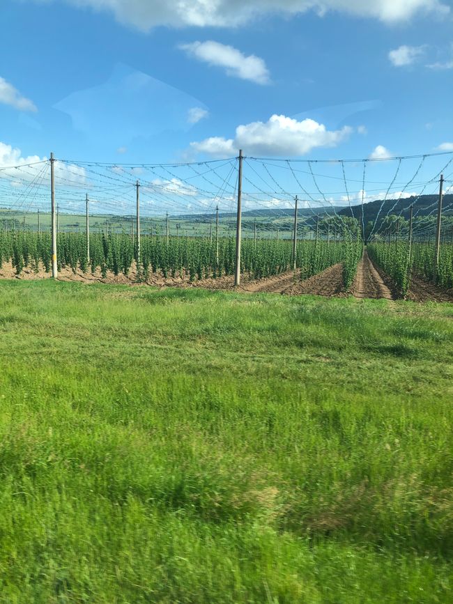 Hop fields on the federal highway