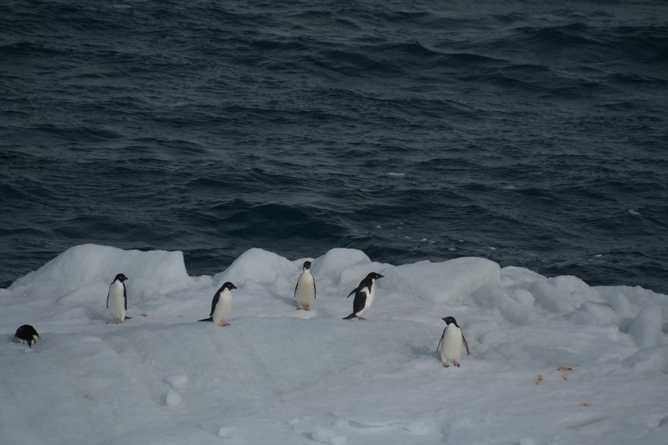 Manchots Adélie / Adelie penguins