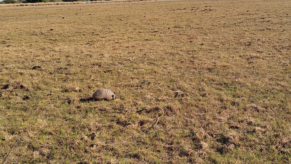 Brasilien, Durch das Pantanal