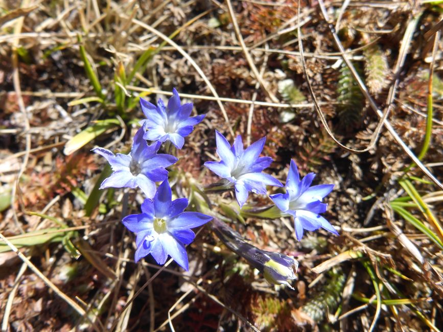 Ein paar Blumen blühen noch 