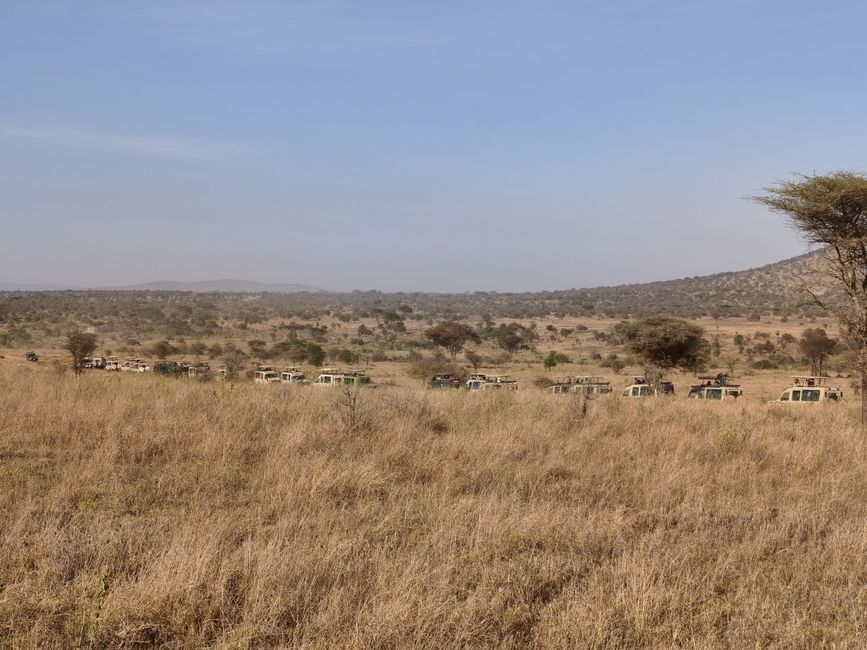 Serengeti Teil 3 - Die Rückkehr der Serengeti-Ritter