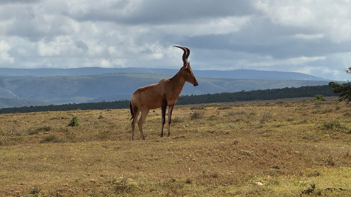 Addo Nationalpark