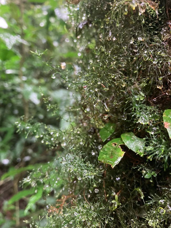 Monteverde