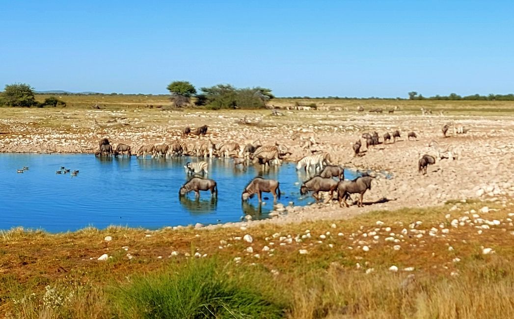 Im Etosha Nationalpark
