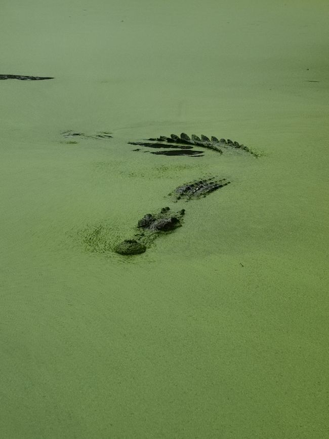 Cairns - Crocodile et Grande Barrière de corail