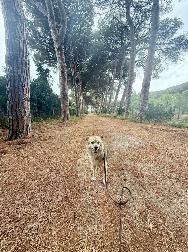 Pipo, der arme Kerl, wurde im Regen zum Spazierengehen zwangsverpflichtet