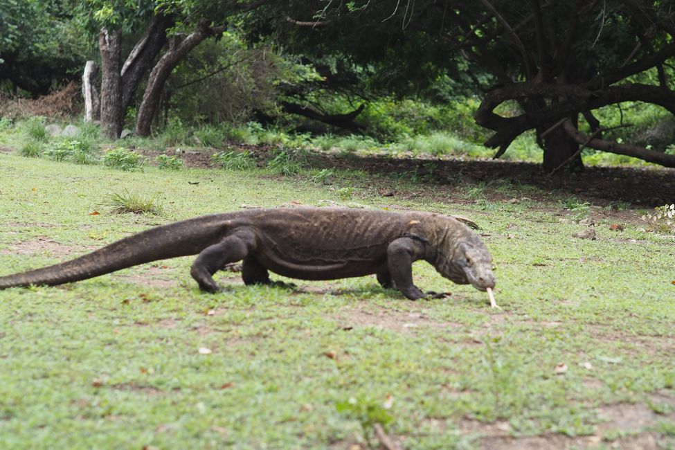 🇮🇩 We visit the Komodo dragons on Rinca Island, Flores
