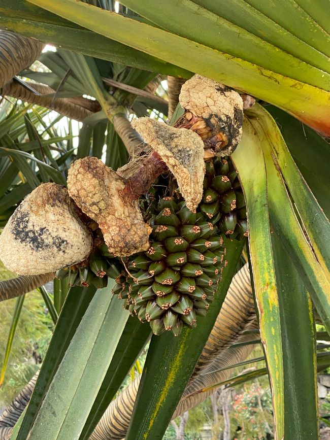 Ein Schraubenbaum mit Früchten