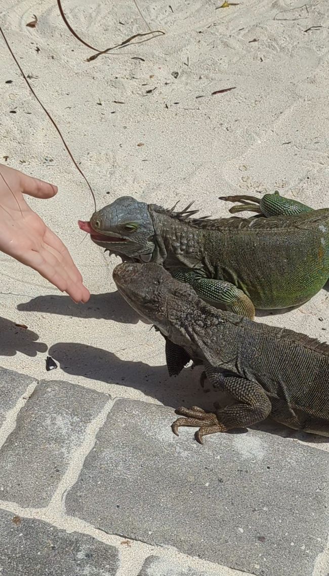 Hungry iguanas
