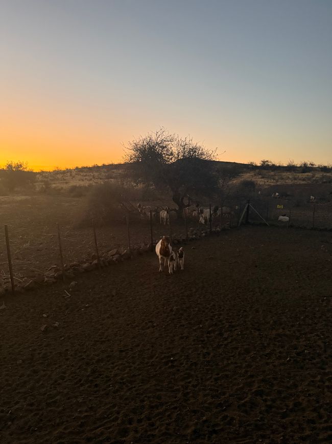 Namibia 2k25 🦓🏜️🐘
