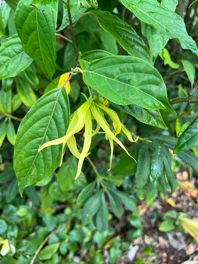 Gelandet in Singapur