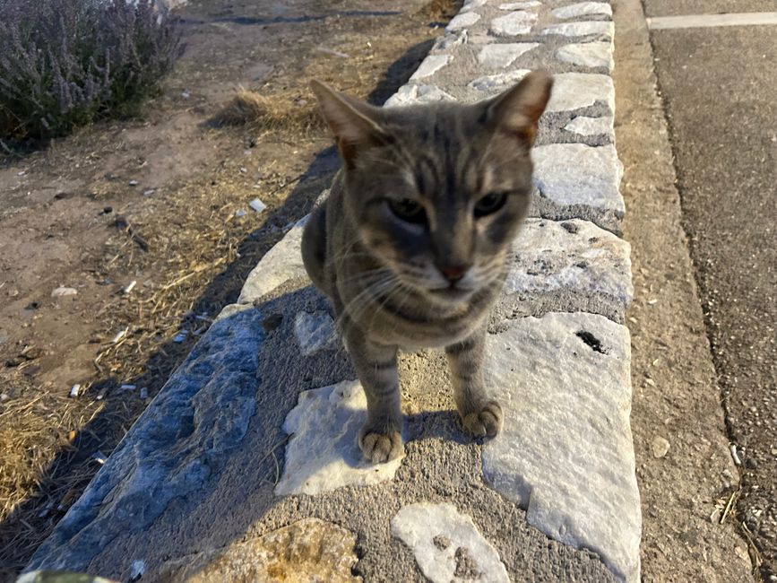 Katzen der Akropolis