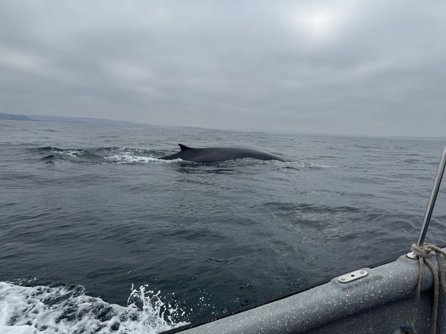 ¡Ballenas de aleta, sí!