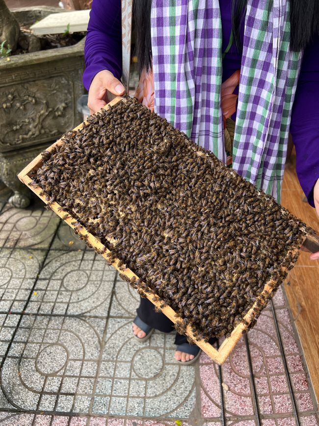 Tag 10 - Ho-Chi-Minh-City: Il Delta del Mekong e la speranza del sogno scintillante