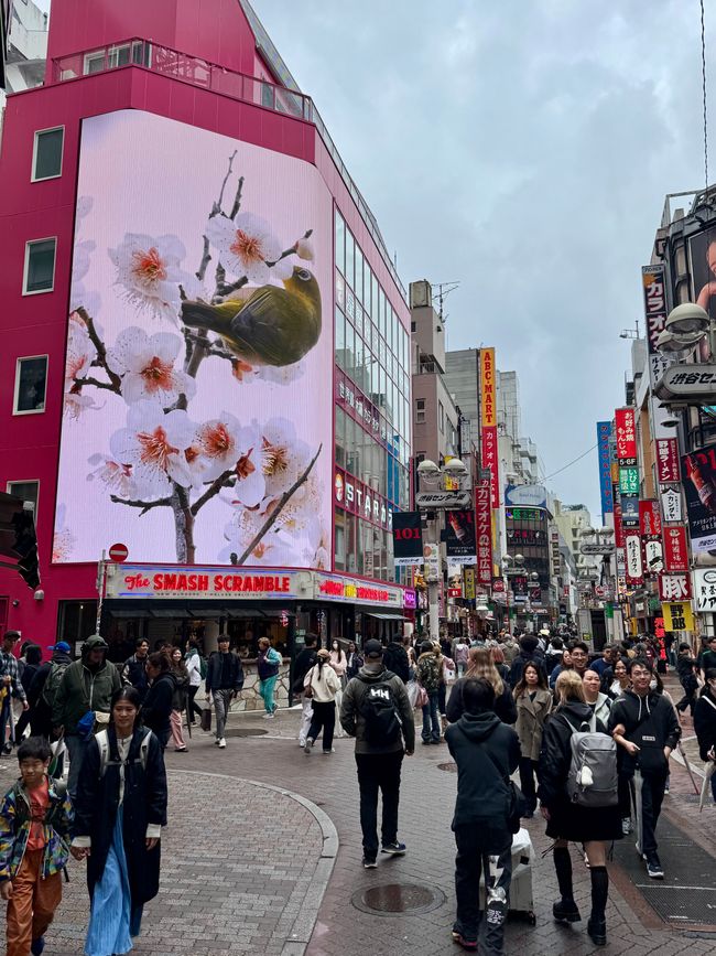Parte 7
BENVENUTO IN GIAPPONE 🇯🇵
TOKYO