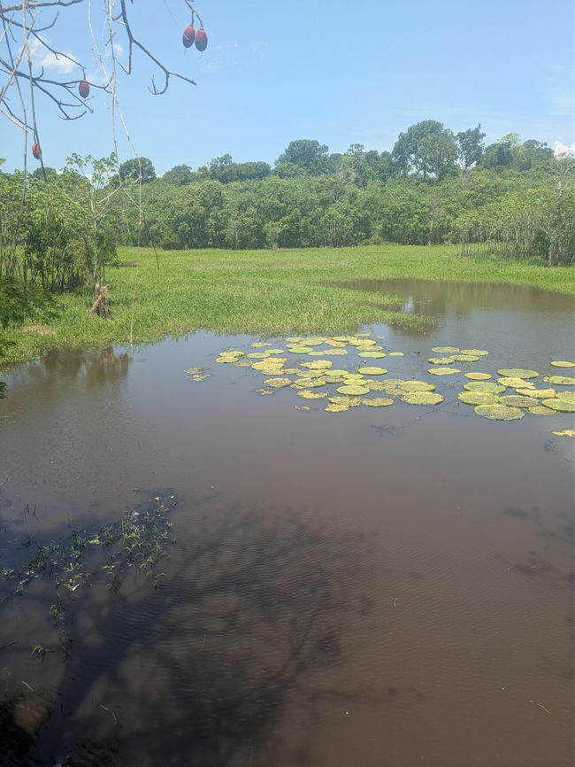 Rio Negro + Rio Solimões gleich  Amazonas