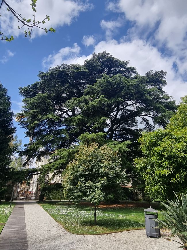 Botanischer Garten, Lucca