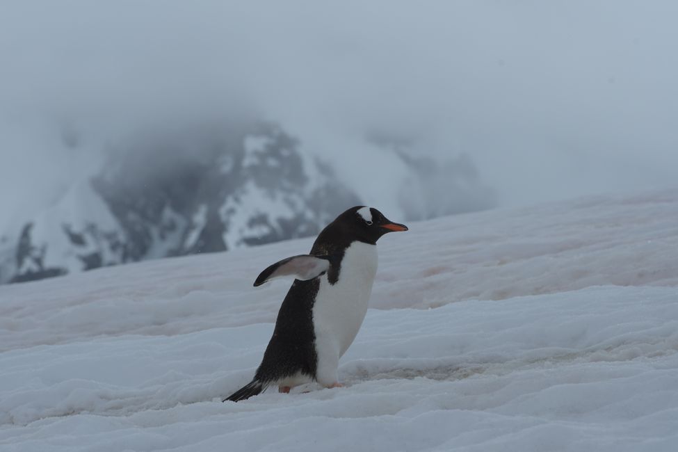 Eselspinguin / Gentoo penguin