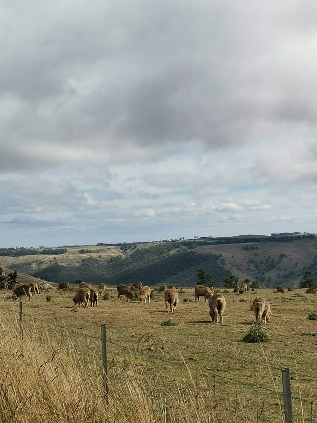 Adiós Australia