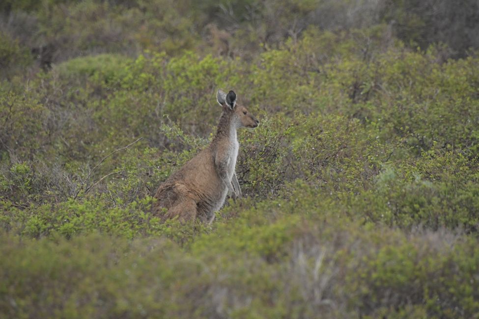 Kalbarri NP - Känguru / Kangaroo