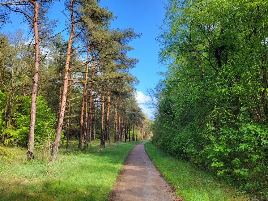 Promenade en forêt Glyngøre