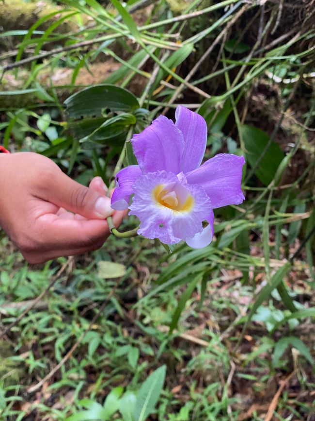Vulkan Arenal/La Fortuna