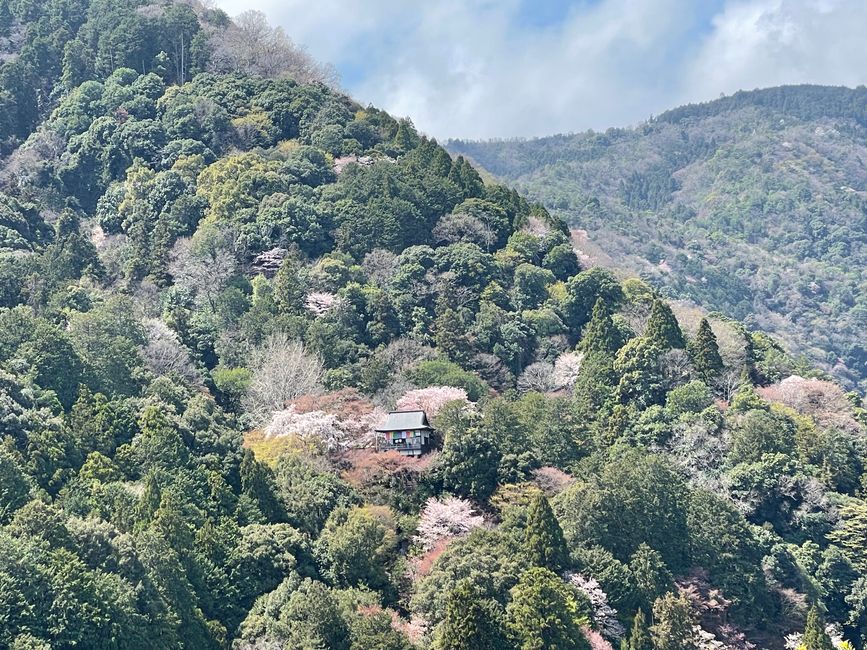 Kyoto-Domingo-06.04.25