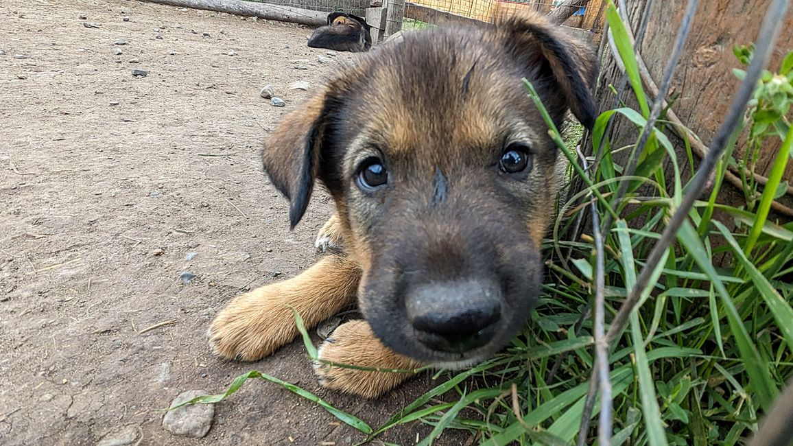 Day 21: Around Whitehorse: Husky Puppies, Emerald Lake & the smallest desert in the world