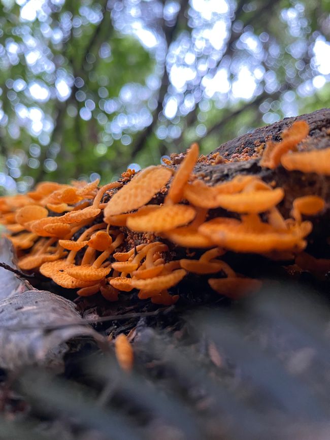 Hongos en el camino