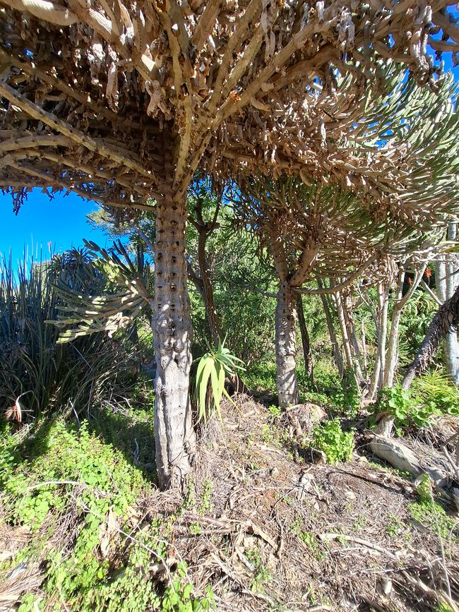 Jardins botaniques