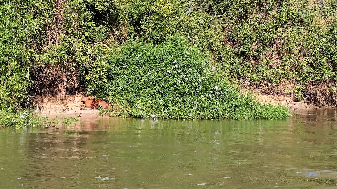 Brasil Pantanal crucero fluvial