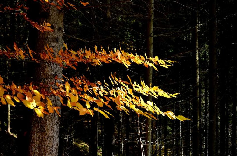 Senderismo de otoño en el Wutachschlucht: rojo, amarillo, naranja... ¡y tú en medio!