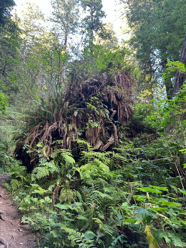 North Californian redwoods