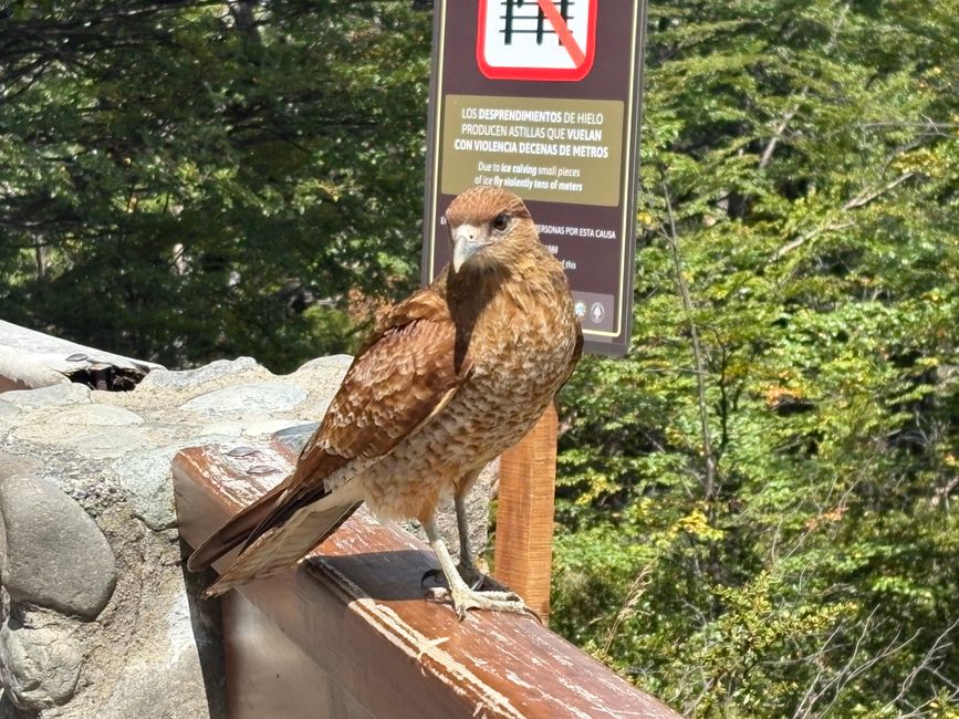 This Chimango-Karakara also likes watching the glacier.