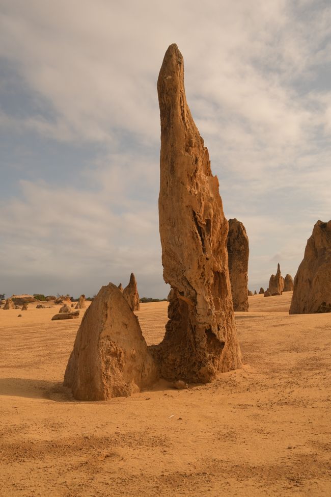 Nambung NP - Gesteins-Zinnen / Pinnacles