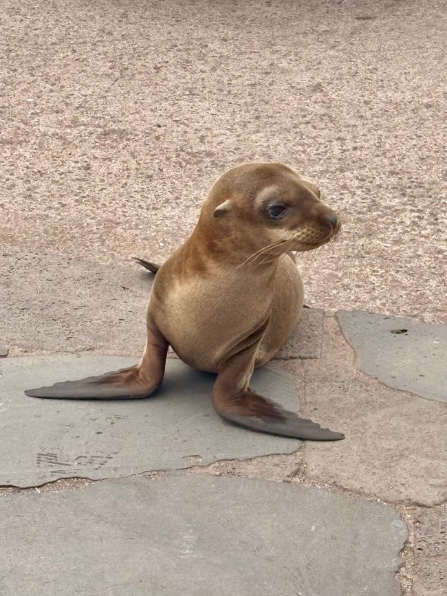 Santa Cruz (Galápagos)