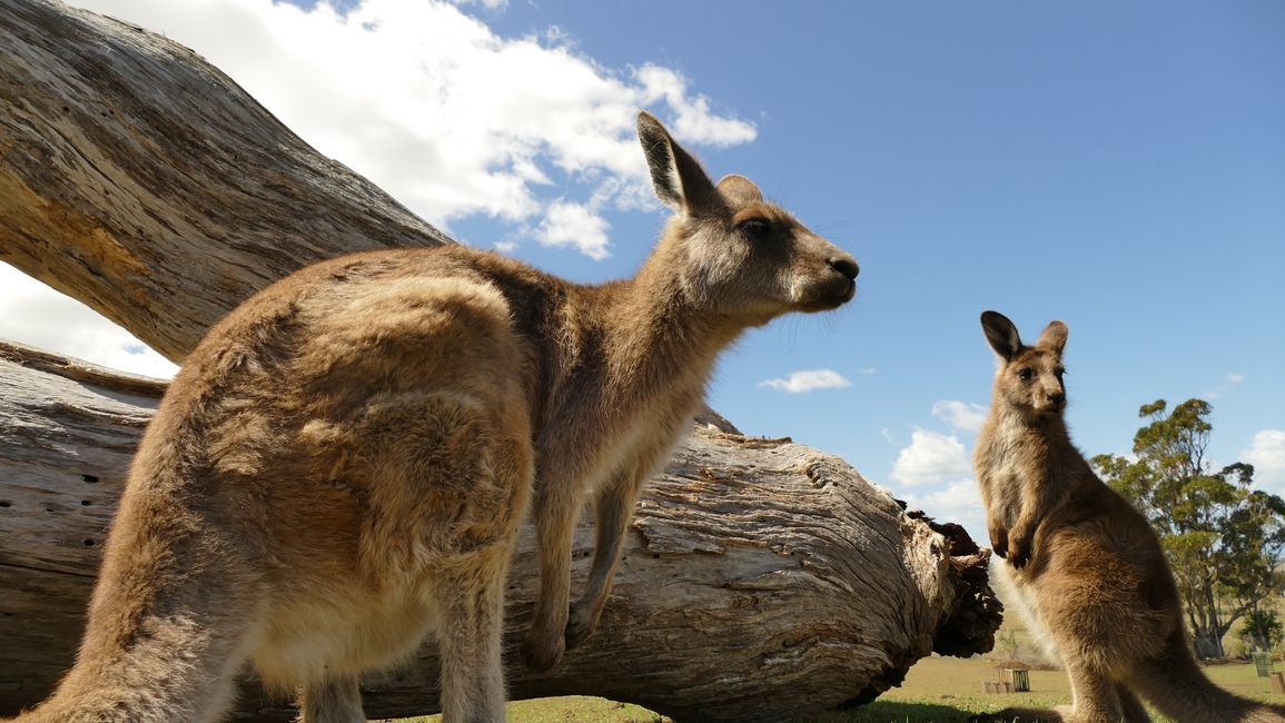 - Singapur & Tasmania 2019 -