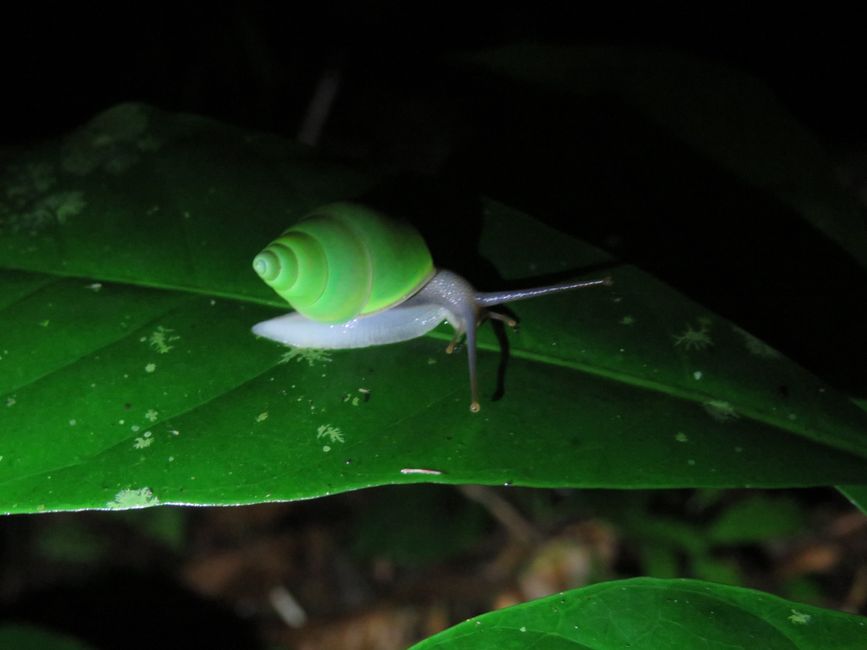 Sinharaja - l'ultima foresta pluviale dello Sri Lanka