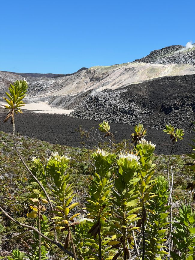 Tage 14-23 (21.-30.10.) Galapagosinseln
Tag 4/Schiffstag 1 VM: Islã Isabela/Vulkan Sierra Negra