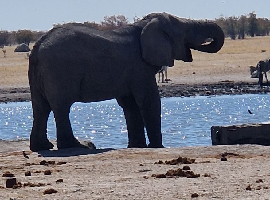 Game Drive