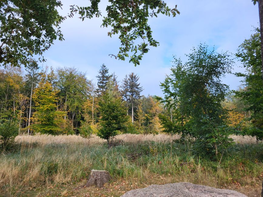 Bosque en Kühlungsborn 